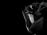 1015_16_tear-wallpaper-tears--charming-kids-room-roses-by-thedemon